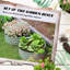 Planter Box