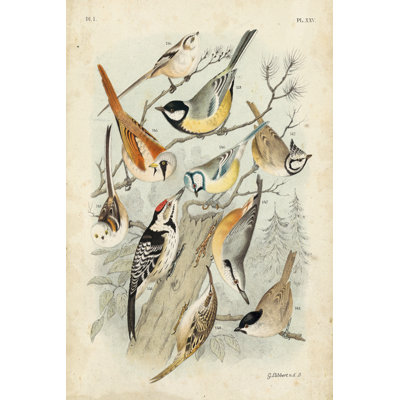 Gathering Of Birds II by G. Lubbert - Wrapped Canvas Painting