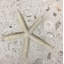 6" x 6" Seastone Cement Starfish Fossil Impression Square Edge Medallion Tile in Beige