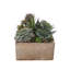 Faux Succulent in Pot-1616115214