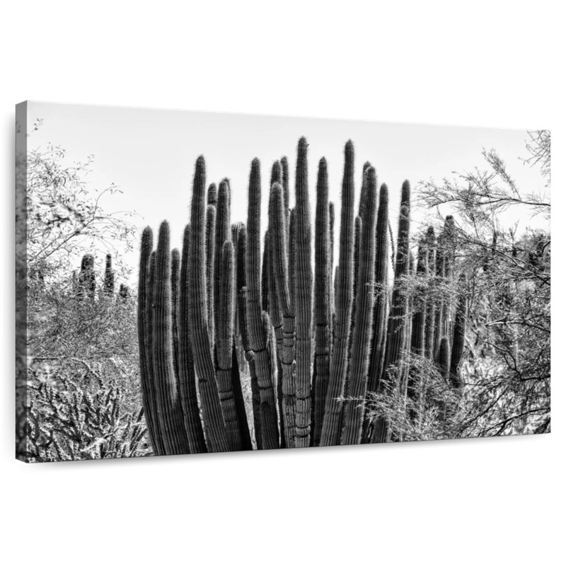 Harnek - Arizona noir - gros cactus, H 34 po x l 51 po