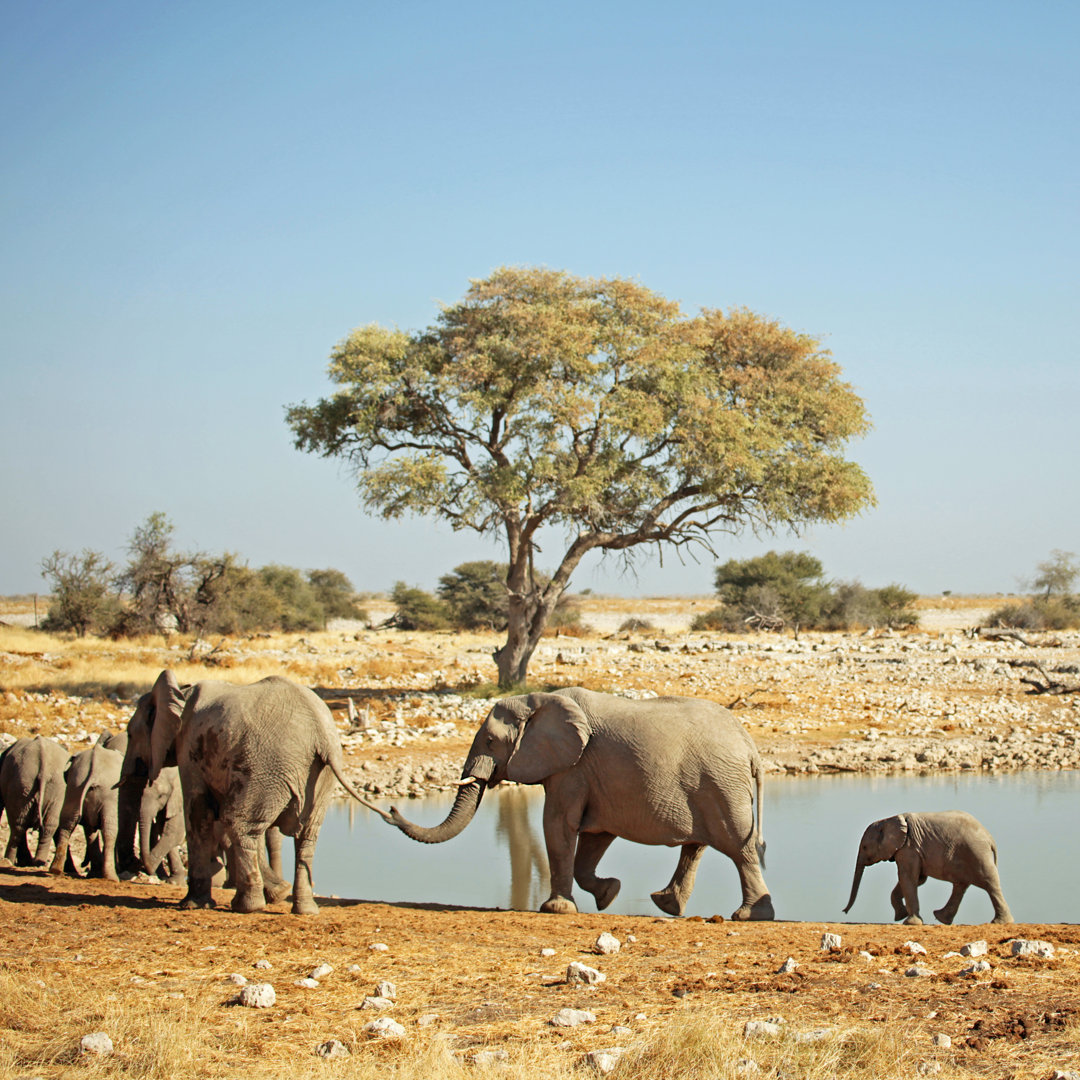 Afrikanische Elefantenherde, die in einer Reihe läuft Rüssel hält Schwanz by JurgaR - Print