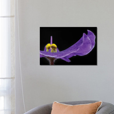 Purple Exotic Flower by Glauco Meneghelli - Wrapped Canvas Print