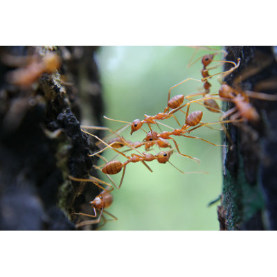 Ants in a forest - Photographie sur toile tendue