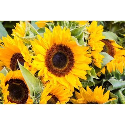 " Sunflowers " by Hanohiki
