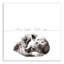 «Sleep Tight Little Cub», art sur toile