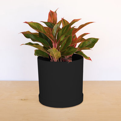 Modern Plastic Indoor/Outdoor Round Planter with Saucer