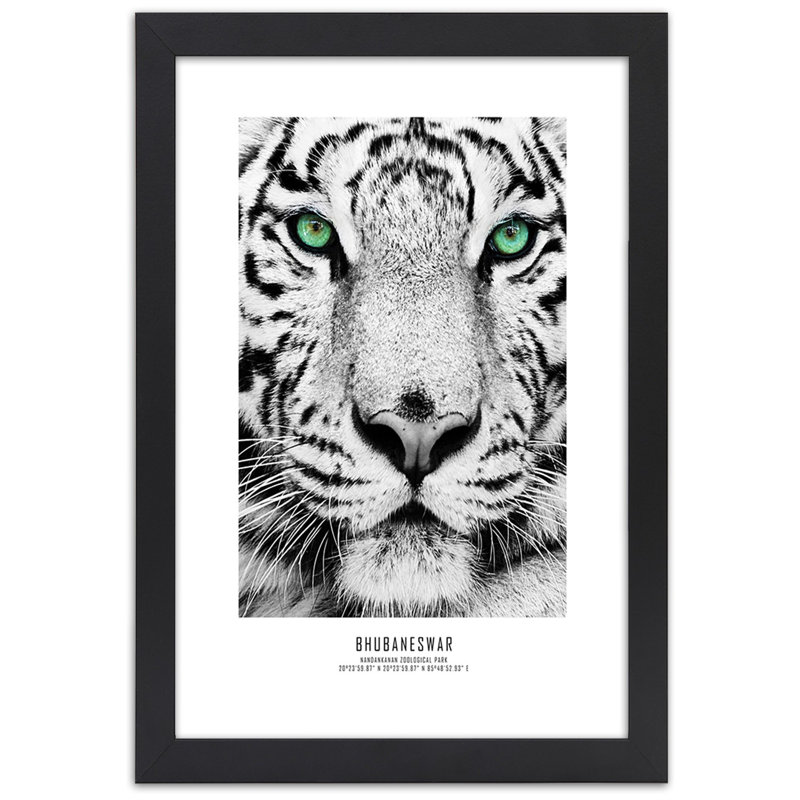 African Tigers - Single Picture Frame Print, 90cm H x 60cm W, Black