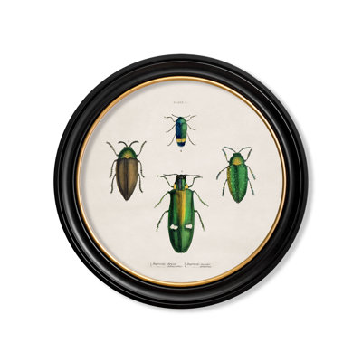 Beetles P3 by Mid-1800s - Single Picture Frame Print on Archival Matt 230gsm Paper