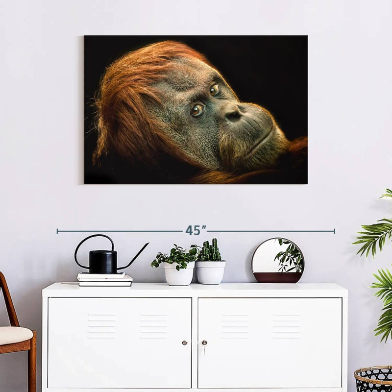 Brampt Dramatic Orangutan, 24" H x 36" W