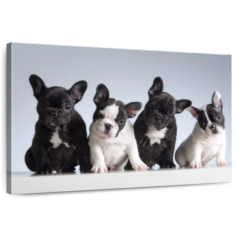 Chiots bouledogue français, H 8 po x l 12 po