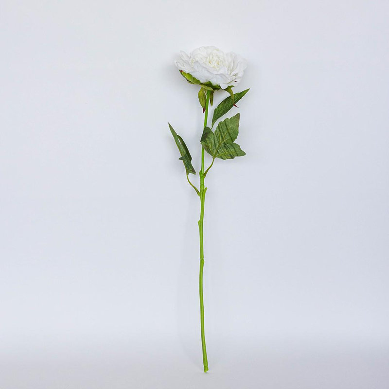 Tige de pivoine blanche, Blanc