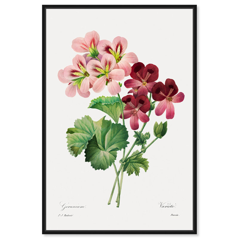 Art Remedy, impressions sur toile, géranium, 1827, H 31 po x l 21 po, Cadre flottant noir
