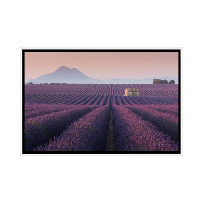 Lavender Fields Of Provence III by Daniel Kordan - Print on Canvas, White Framed, 101.6 cm H x 66.04 cm W
