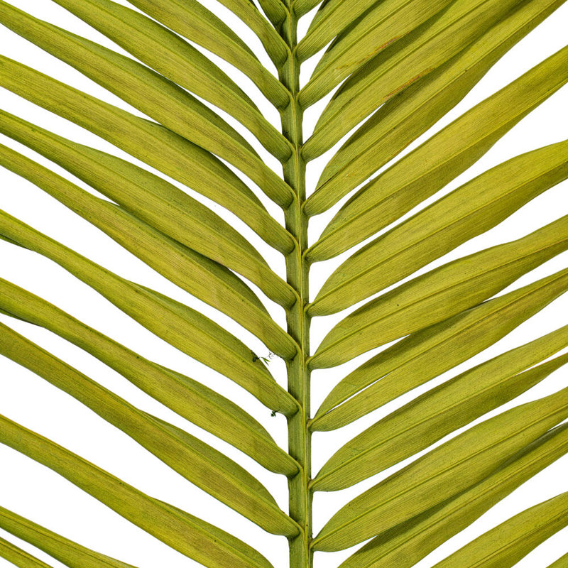 Palm Plant, Basil