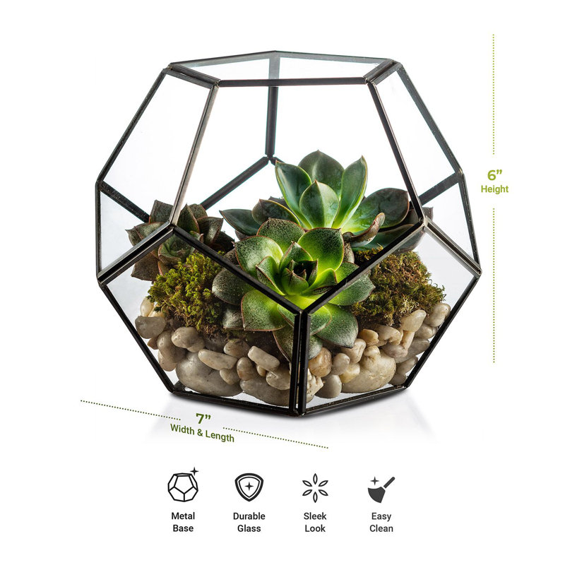 Terrarium en verre Providence, Noir