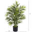 Areca Palm Tree in Pot-514756378