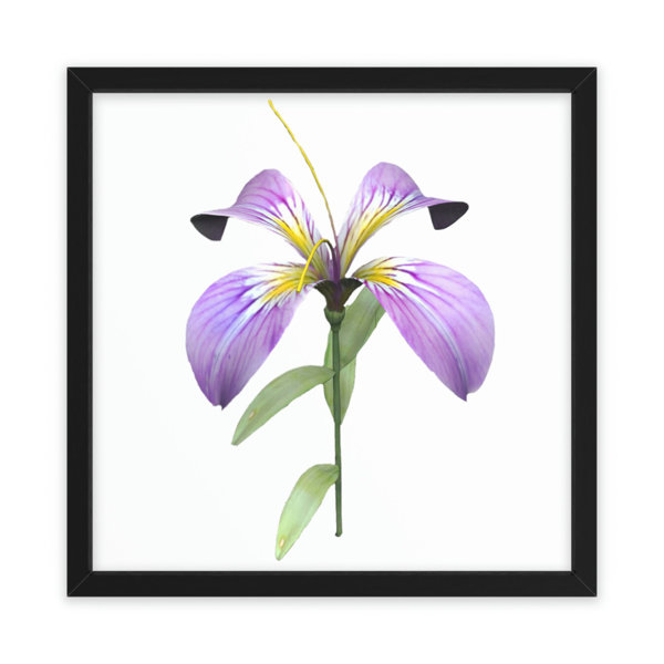 Latitude Run® Purple Flower Framed On Paper Print | Wayfair