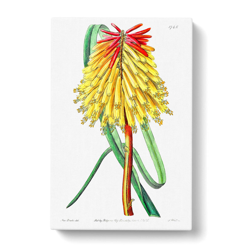 Hot Poker Flower - Wrapped Canvas, 50cm H x 35cm W x 3cm D