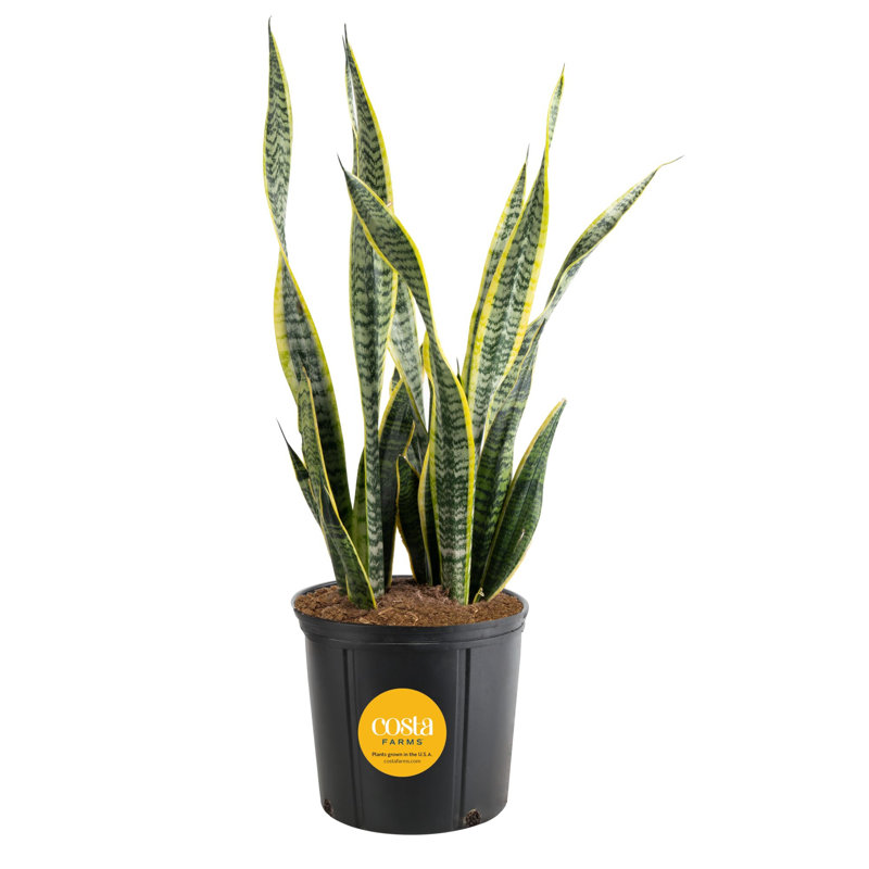 Snake Plant in Nursery Pot