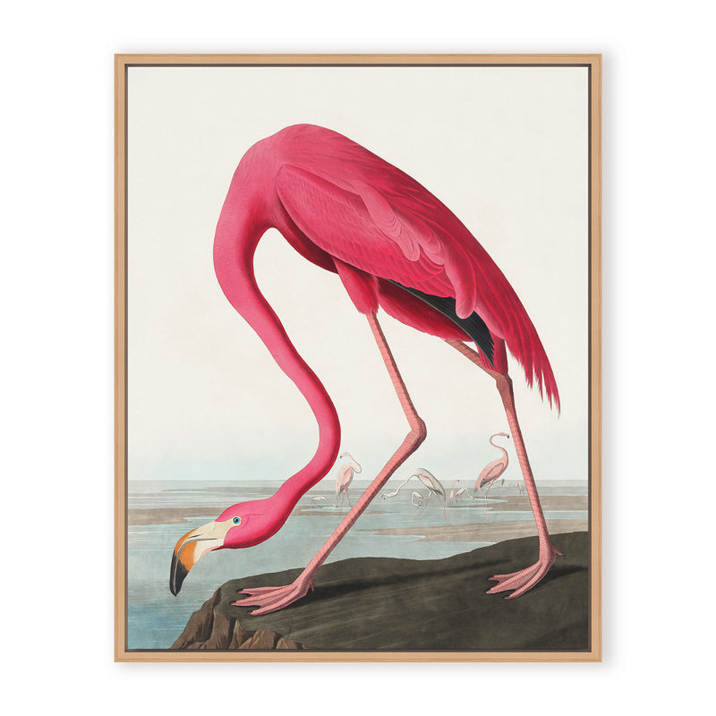 Coastal Retreat Pink Flamingo II From Birds Of America (1827), 24" H x 16" W x 2.375" D, Framed Canvas, Beige