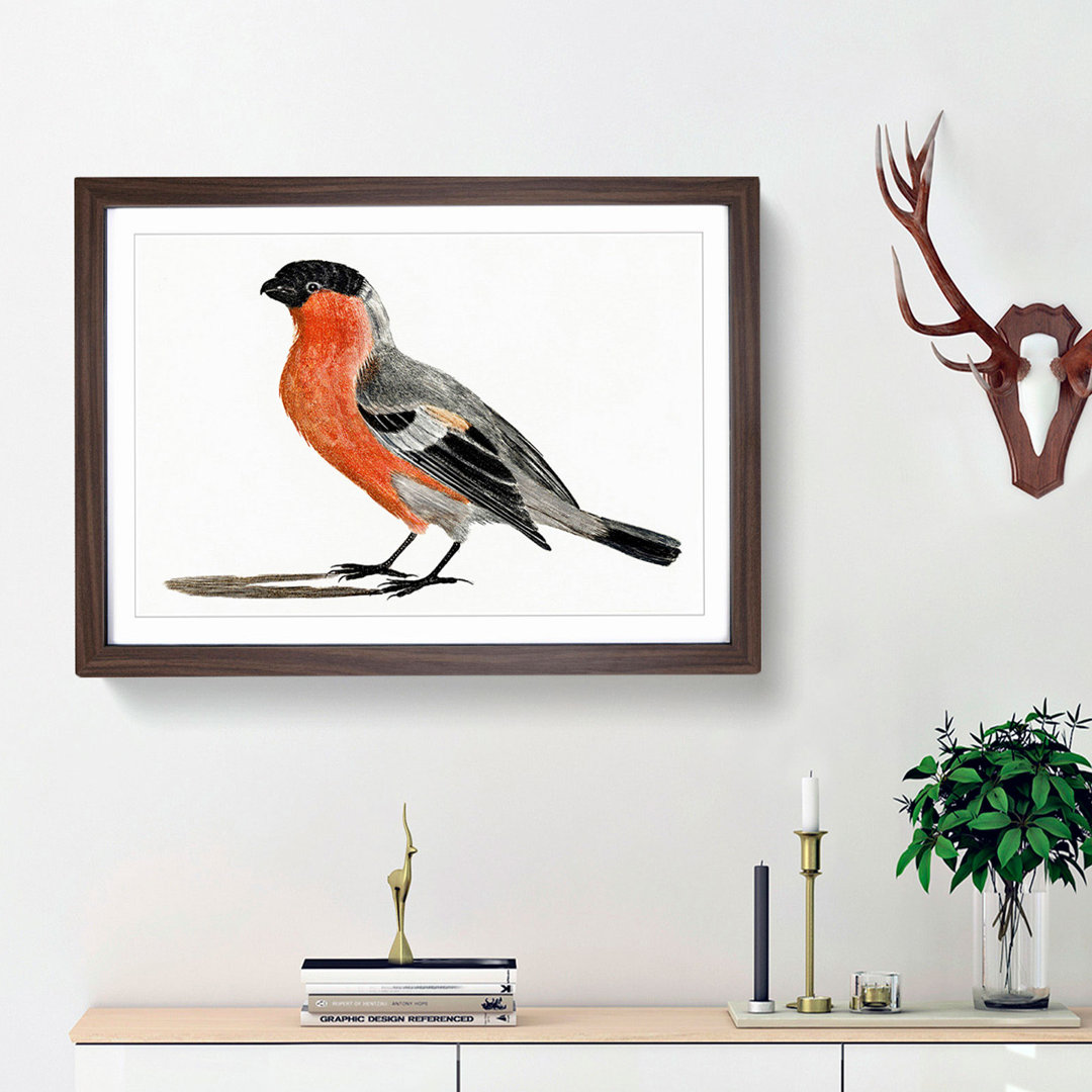 A Bullfinch by Johan Teyler - Framed Print