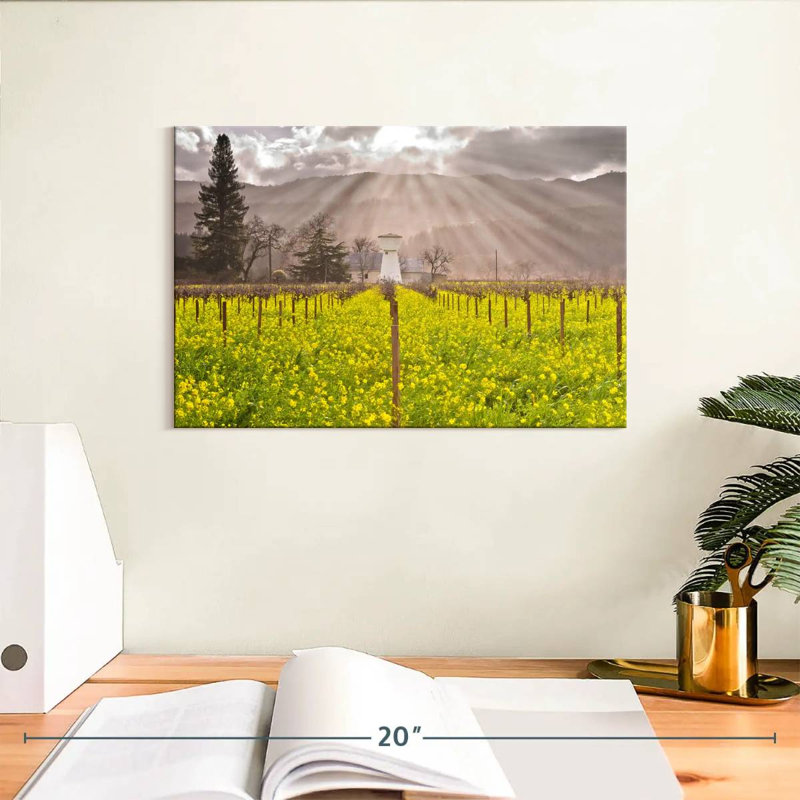 Vignes de Napa Valley, H 8 po x l 12 po