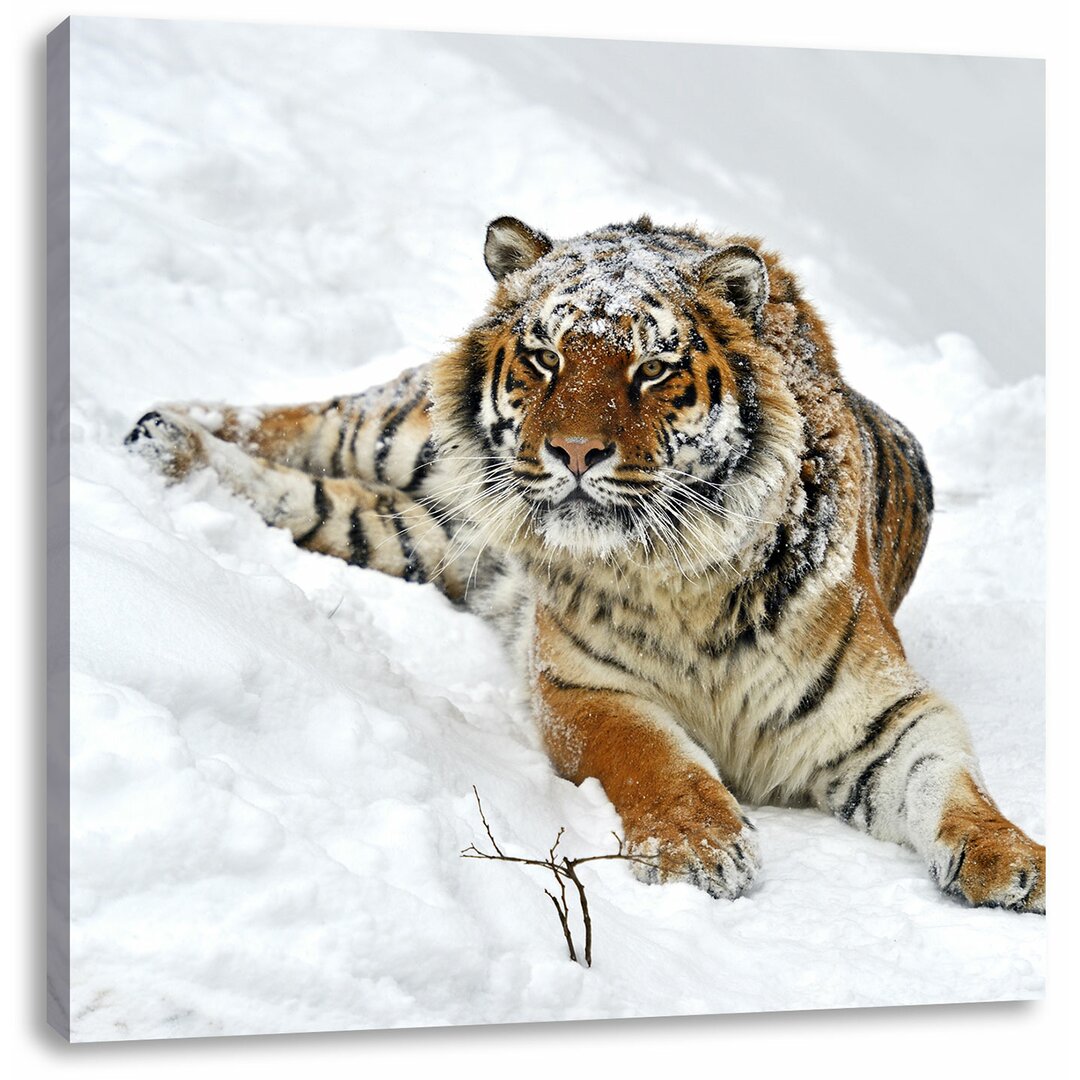 Leinwandbild Amur Tiger im Schnee