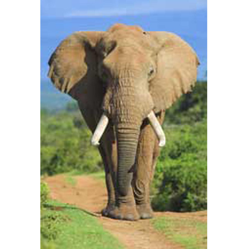 Large Brown Elephant Reusable Wall Decal
