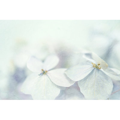 Hydrangeas In Winter - Wrapped Canvas Print