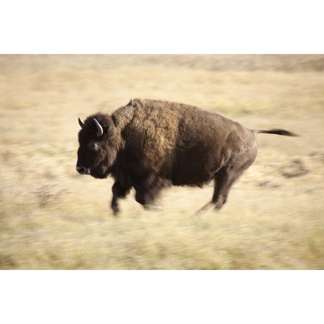 Wild Running Bison von Milehightraveler - Leinwanddrucke