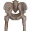 Figurine Skeletons Bones McNeely the Towering
