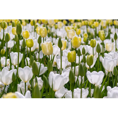 " White Blooming Tulips "