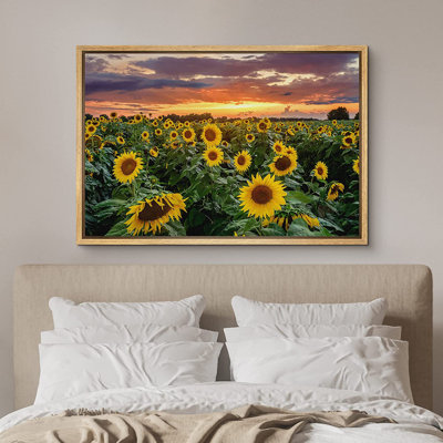 Sunflower " Sunset Horizon Country Sunflower Field Nature Wilderness "