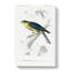 Eurasian Sparrowhawk by Charles D' Orbigny - Wrapped Canvas-55370342