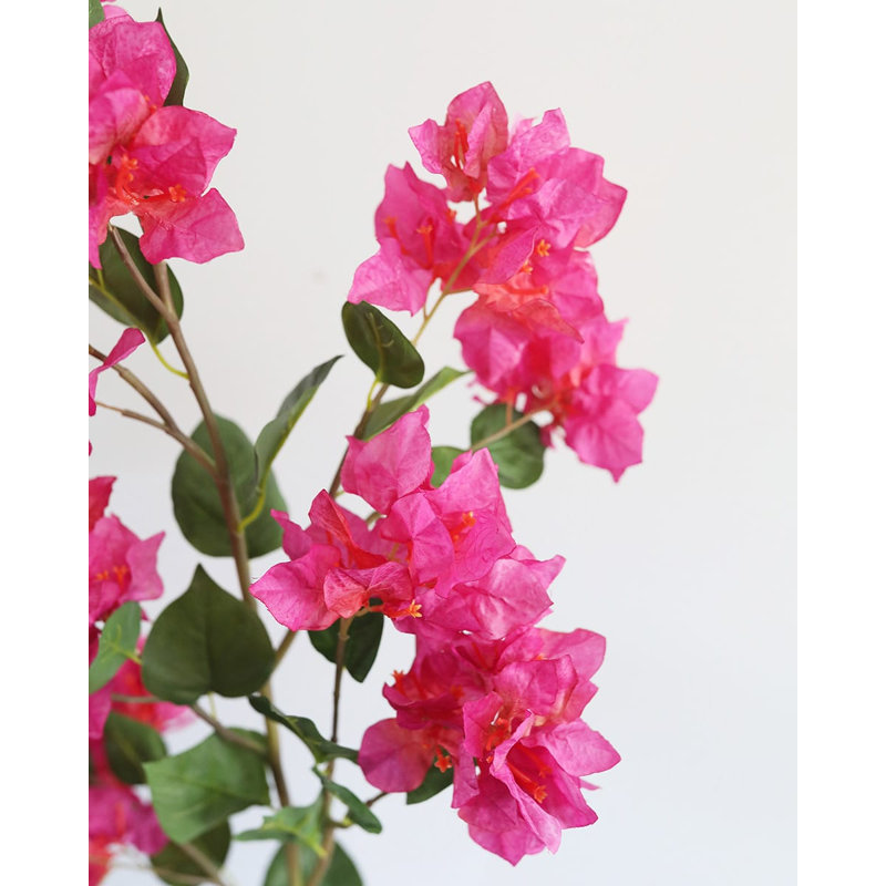 Fuchsia Bougainvillea 44 po