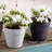 Carreras Planter-511374859-511374853