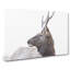 Young Elk - Wrapped Canvas-56644090