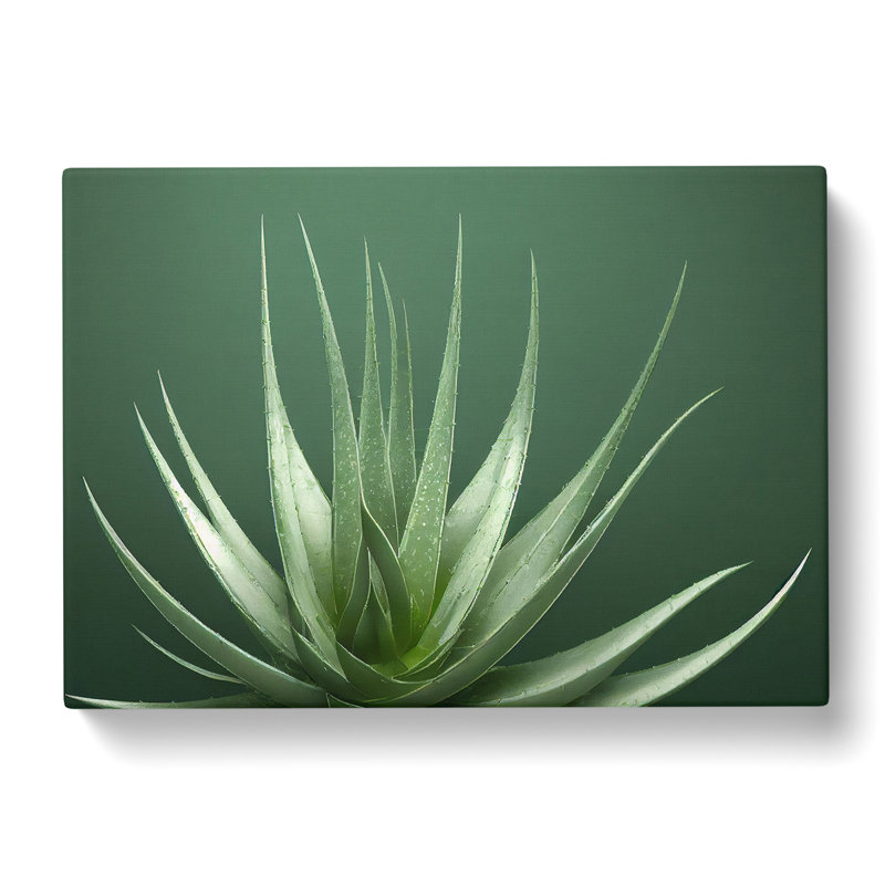 Stunning Aloe Vera Plant - Wrapped Canvas Print, 50cm H x 76cm W x 3cm D