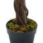 195cm Plant