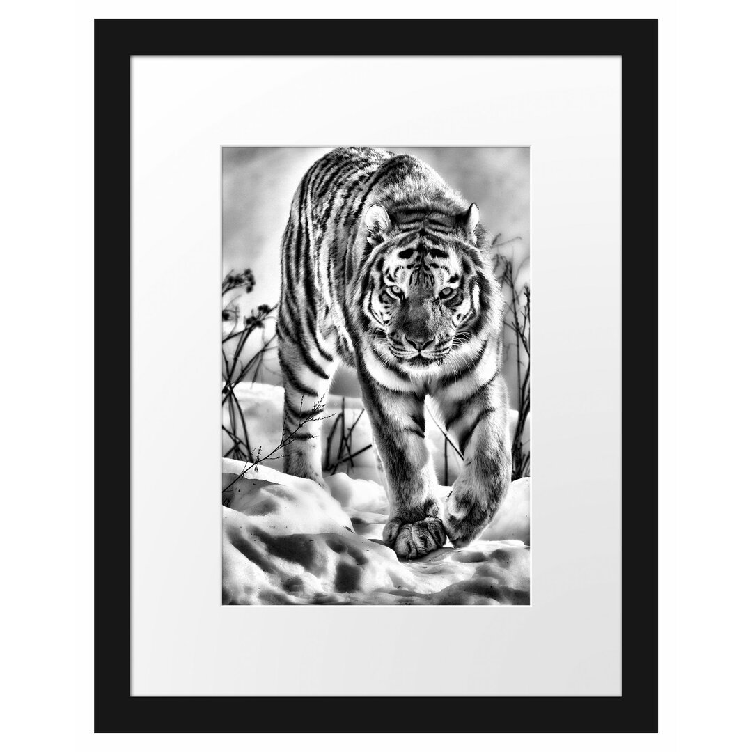 Gerahmtes Poster Tiger im Schnee