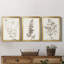 Neutral Botanical Study IV - Ensemble de 3 impressions sur toile encadrées-1770476208-1770476220