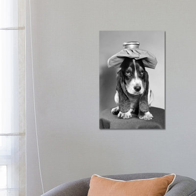 Bassett Hound Dog With Ice Pack On Head - Wrapped Canvas Print
