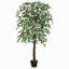 Plante 63 po
