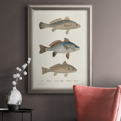 " Species Of Antique Fish III "