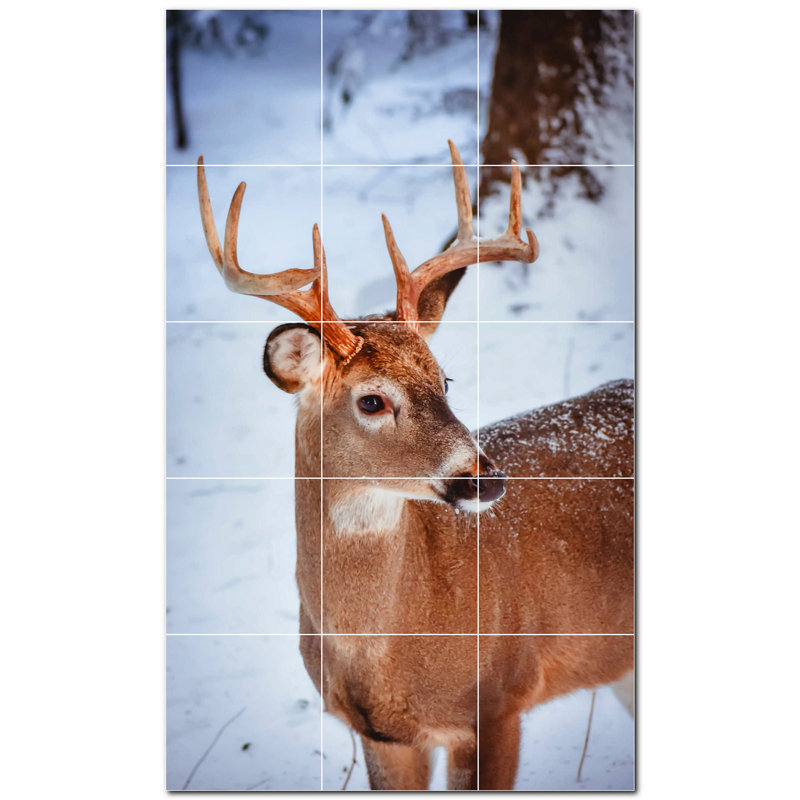 Cerf photo 12 x 12