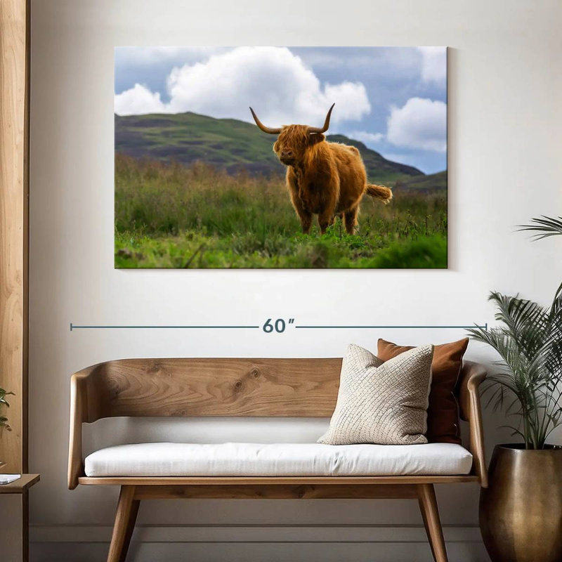 Vache écossaise Highland, H 32 po x l 48 po