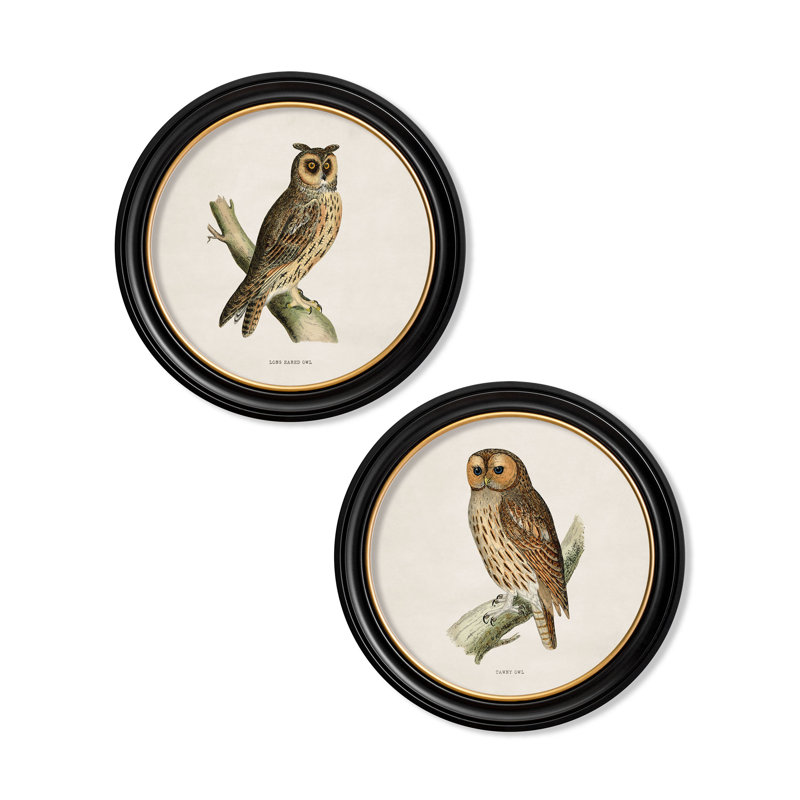 Tawny Owl by Mid-1800s - Single Picture Frame Print on Archival Matt 230gsm Paper