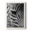 Zebra Colt - photographie encadrée sur toile-1855081027-1855081029