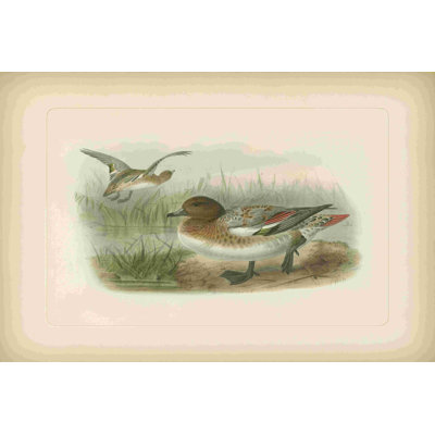 Wigeon (AA)
